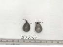 Click for 1 image(s) for this accession. FRUIT